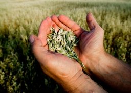 Агрономы края прошли курс эффективного земледелия Агрономы края прошли курс эффективного земледелия
