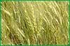 86% ранних зерновых посеяно в Хабаровском крае