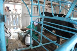 В Хабаровском районе прошел 31-й районный конкурс операторов машинного доения среди взрослых и юниоров