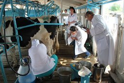 В Хабаровском районе прошел 31-й районный конкурс операторов машинного доения среди взрослых и юниоров