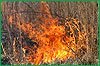 Четыре лесных пожара зарегистрированы в крае за выходные