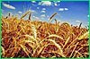 Первая партия пшеницы из Иркутской области доставлена в Хабаровский край