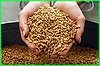 В Хабаровском крае хозяйства, испытывающие дефицит кормов, получат 1700 тонн зерна из Иркутской области