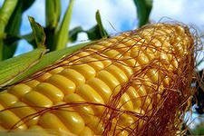 В этом году владельцы летних торговых точек, кроме обычных продуктов и товаров, предложат хабаровчанам горячую вареную кукурузу