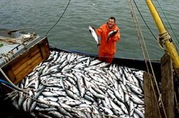 Минвостокразвития предлагает меры по модернизации рыбохозяйственного комплекса ДФО