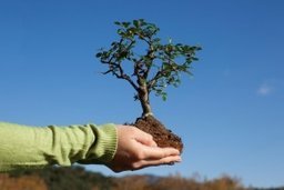 Более 200 деревьев декоративных пород будут высажены в Хабаровске на территории будущего сквера Площади воинской славы