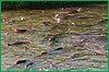 В Хабаровском крае распределены объемы вылова «летних» тихоокеанских лососей на 2014 год