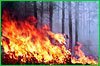 Четыре лесных пожара тушат в крае сегодня