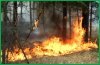 Пять грозовых пожаров зарегистрировано в крае