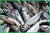 В Хабаровском крае распределены квоты на вылов тихоокеанских лососей в Охотском море