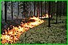 Шесть лесных пожаров зафиксировано в крае за прошедшие сутки