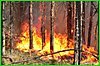 За сутки в крае ликвидировано два лесных пожара