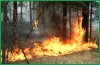 Четыре лесных пожара действует в крае