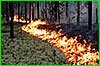 В 14 из 17 районов Хабаровского края вводится особый противопожарный режим в лесах