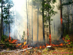 Что делать при возникновение лесного пожара
