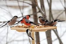 Хабаровские школьники вместе с родителями и учителями могут принять участие в традиционной акции «Помоги зимующим птицам»