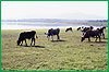 В Хабаровском крае две семейные животноводческие фермы получили гранты на развитие хозяйств