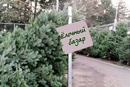 Елочные базары в Хабаровске откроются в двадцатых числах декабря