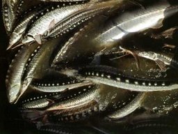 В Хабаровском крае инспекторами ДПС изъято около 500 кг рыбы осетровых видов