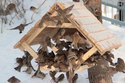 В Хабаровске продолжается традиционная ежегодная акция «Помоги зимующим птицам»