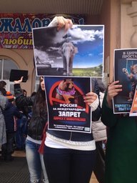 Хабаровские защитники прав животных провели акцию перед цирком
