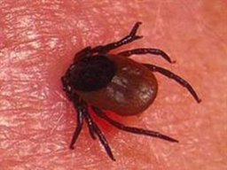 В Хабаровском крае - "кусачий сезон"