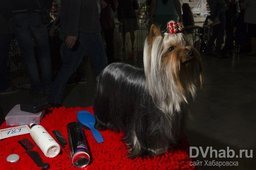 Более 50 собак различных пород приняли участие в выставке «Регион ДВ-2015»,...