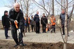 Вдоль реконструируемой ул. Краснореченской высадят более 800 деревьев