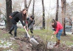 Японские экологи высадили деревья в Хабаровске