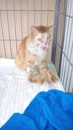 Хабаровские зоозащитники спасают тяжелораненого кота