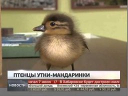 На трассе Чита-Хабаровск обнаружили 12 утят краснокнижной утки-мандаринки...
