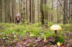 Что необходимо знать, чтобы не заблудиться в лесу