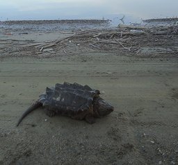В Амуре обнаружили гигантскую черепаху