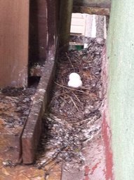 На балконе хабаровчанки голуби свили гнездо и высиживают яйца