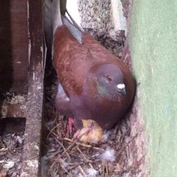 На балконе хабаровчанки голуби свили гнездо и высиживают яйца
