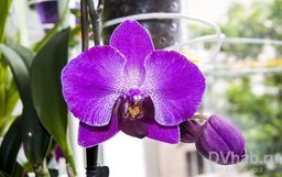 Экзотический сад орхидей вырастила у себя дома хабаровчанка