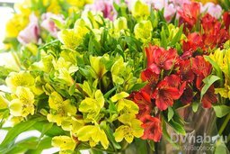 Хабаровские продавцы цветов опасаются нового запрета от российских властей