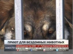 Хабаровская зоозащитная организация предложила построить приют на 200 вольеров для бездомных собак