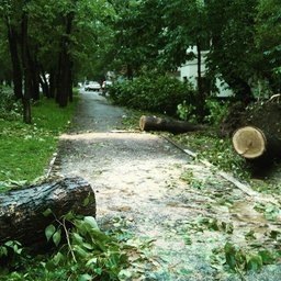 Коммунальные службы обезвреживают упавшие деревья, мешающие движению