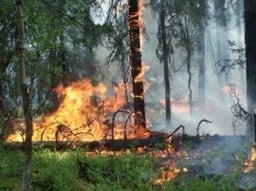 Пожароопасная обстановка в Приамурье