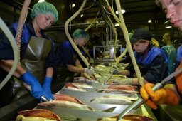 Новый рыбоперерабатывающий комбинат открылся в Хабаровском крае Новый рыбоперерабатывающий комбинат открылся в Хабаровском крае