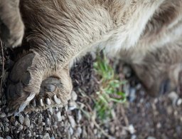 В Николаевском районе убили бурого медведя
