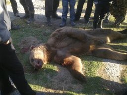 На Большом Уссурийском острове медведь разорвал рыбака
