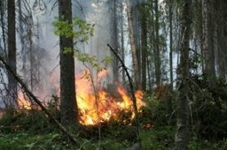 Три пожара зарегистрировано в лесах Хабаровского края
