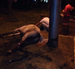 Гуляя по вечерней набережной Хабаровска, мы увидели на газоне мертвую лошадь