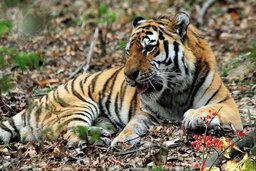 29 июля отмечается Всемирный день тигра