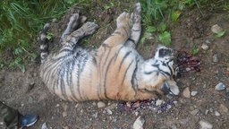 Найденного убитым тигренка, скорее всего, подстрелили браконьеры