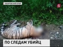 Центр "Амурский тигр" объявил награду в 150 000 руб. за информацию об убийцах