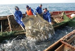 Рыбопромышленники края увеличили добычу горбуши в Охотском море и Сахалинском заливе