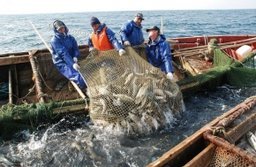 Рыбопромышленники края увеличили добычу горбуши в Охотском море и Сахалинском заливе